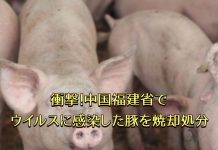 衝撃！中国福建省でウイルスに感染した豚を焼却処分